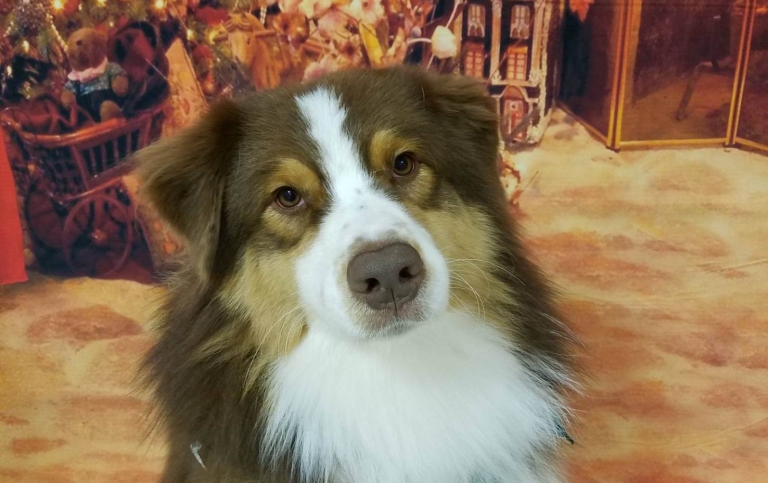 Grrreendog Bathing Services at Grrreendog Grooming and Spa