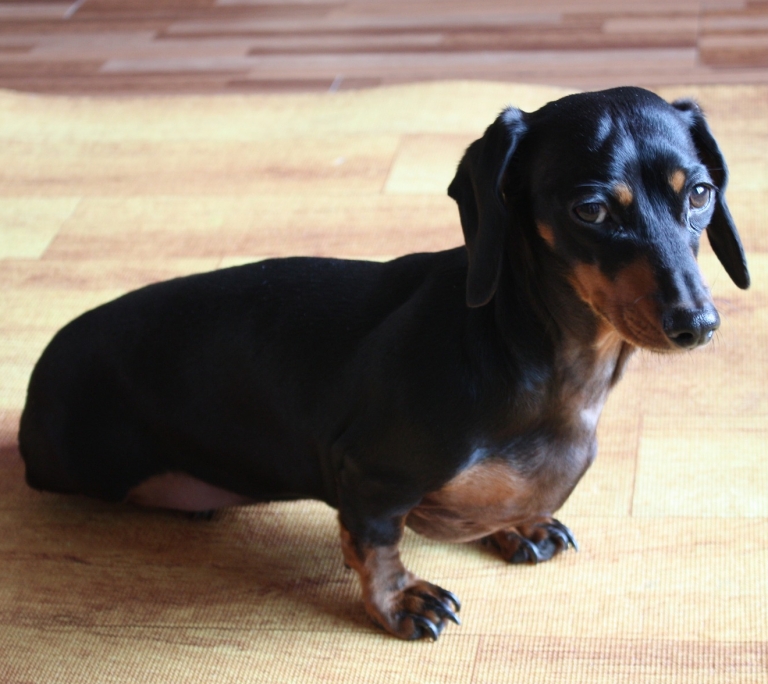Dog training for adult and puppies at Grrreendog Grooming, Spa and Daycare